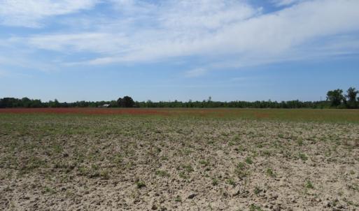Photo #10 of SOLD property in Boyd Road, Fairmont, NC 3.4 acres