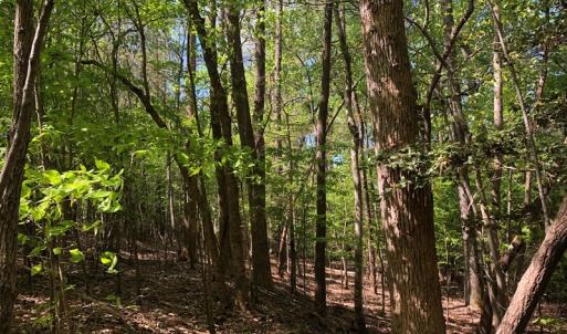 Photo #18 of SOLD property in off Country Lane, Gasburg, VA 7.0 acres