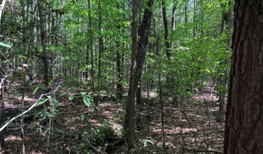 Photo #19 of SOLD property in off Country Lane, Gasburg, VA 7.0 acres