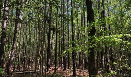 Photo #20 of SOLD property in off Country Lane, Gasburg, VA 7.0 acres