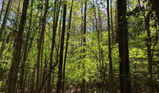 Photo #23 of SOLD property in off Country Lane, Gasburg, VA 7.0 acres