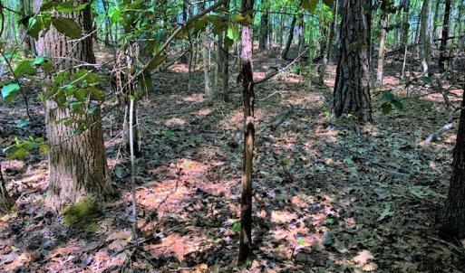 Photo #26 of SOLD property in off Country Lane, Gasburg, VA 7.0 acres
