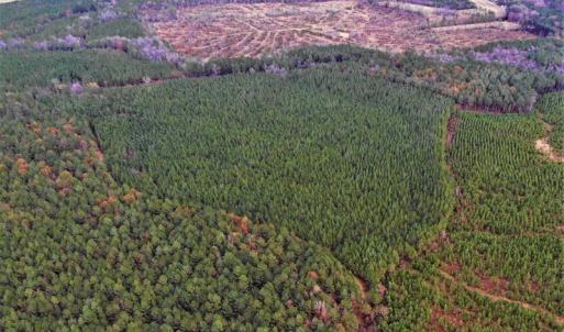 Photo #13 of SOLD property in off Oak Hill Rd and Rt. 40, Waverly, VA 234.0 acres