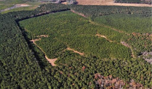 Photo #16 of SOLD property in off Oak Hill Rd and Rt. 40, Waverly, VA 234.0 acres