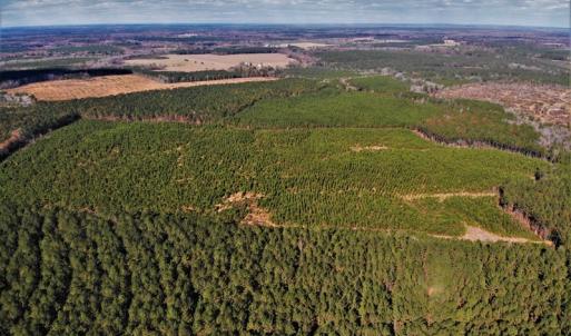 Photo #17 of SOLD property in off Oak Hill Rd and Rt. 40, Waverly, VA 234.0 acres