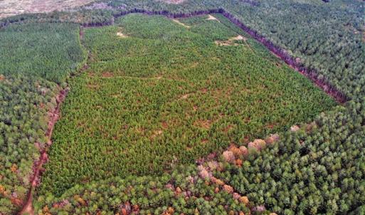 Photo #18 of SOLD property in off Oak Hill Rd and Rt. 40, Waverly, VA 234.0 acres