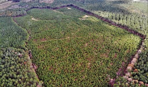 Photo #19 of SOLD property in off Oak Hill Rd and Rt. 40, Waverly, VA 234.0 acres
