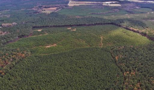 Photo #20 of SOLD property in off Oak Hill Rd and Rt. 40, Waverly, VA 234.0 acres