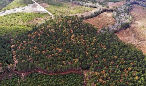 Photo #22 of SOLD property in off Oak Hill Rd and Rt. 40, Waverly, VA 234.0 acres