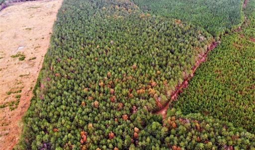 Photo #23 of SOLD property in off Oak Hill Rd and Rt. 40, Waverly, VA 234.0 acres