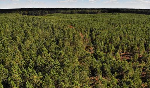 Photo #24 of SOLD property in off Oak Hill Rd and Rt. 40, Waverly, VA 234.0 acres