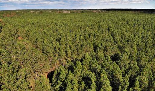 Photo #25 of SOLD property in off Oak Hill Rd and Rt. 40, Waverly, VA 234.0 acres