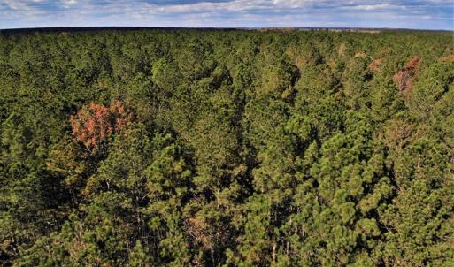 Photo #26 of SOLD property in off Oak Hill Rd and Rt. 40, Waverly, VA 234.0 acres