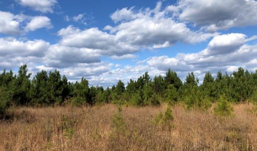 Photo #29 of SOLD property in off Oak Hill Rd and Rt. 40, Waverly, VA 234.0 acres