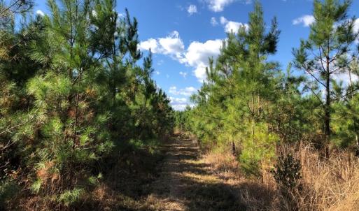 Photo #30 of SOLD property in off Oak Hill Rd and Rt. 40, Waverly, VA 234.0 acres