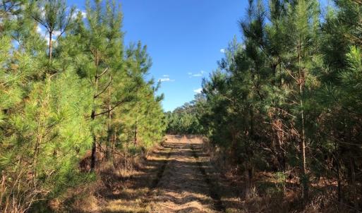Photo #31 of SOLD property in off Oak Hill Rd and Rt. 40, Waverly, VA 234.0 acres
