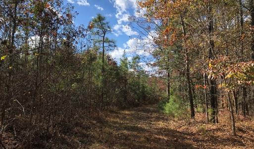 Photo #32 of SOLD property in off Oak Hill Rd and Rt. 40, Waverly, VA 234.0 acres