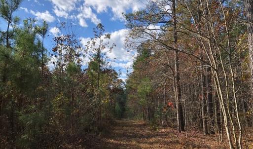 Photo #33 of SOLD property in off Oak Hill Rd and Rt. 40, Waverly, VA 234.0 acres