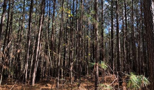 Photo #34 of SOLD property in off Oak Hill Rd and Rt. 40, Waverly, VA 234.0 acres
