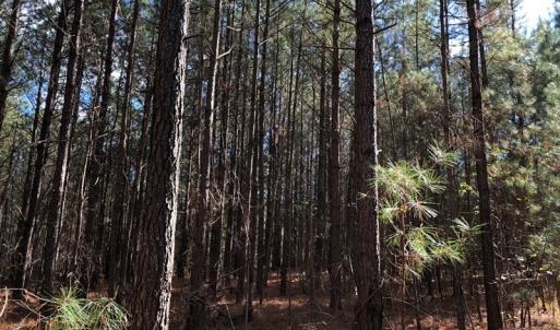 Photo #35 of SOLD property in off Oak Hill Rd and Rt. 40, Waverly, VA 234.0 acres