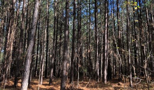 Photo #36 of SOLD property in off Oak Hill Rd and Rt. 40, Waverly, VA 234.0 acres