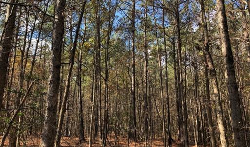 Photo #37 of SOLD property in off Oak Hill Rd and Rt. 40, Waverly, VA 234.0 acres