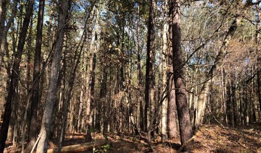 Photo #38 of SOLD property in off Oak Hill Rd and Rt. 40, Waverly, VA 234.0 acres