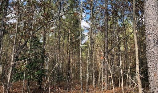 Photo #39 of SOLD property in off Oak Hill Rd and Rt. 40, Waverly, VA 234.0 acres