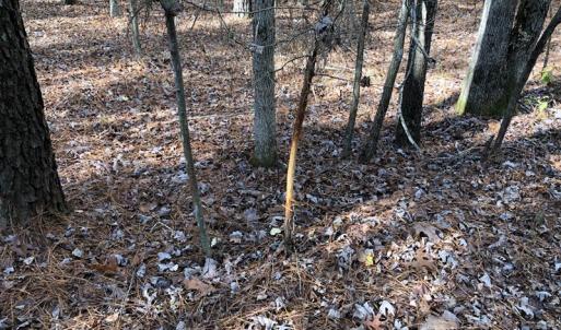 Photo #41 of SOLD property in off Oak Hill Rd and Rt. 40, Waverly, VA 234.0 acres