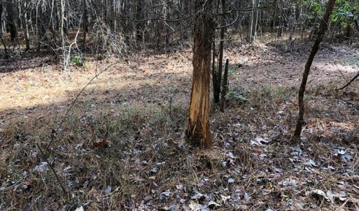 Photo #42 of SOLD property in off Oak Hill Rd and Rt. 40, Waverly, VA 234.0 acres