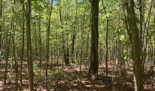 Photo #25 of SOLD property in Off Julie McKnight Rd, Kittrell, NC 16.6 acres