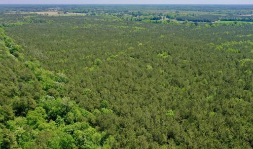 Photo #6 of SOLD property in Off Hwy 561, Saint John, NC 17.7 acres
