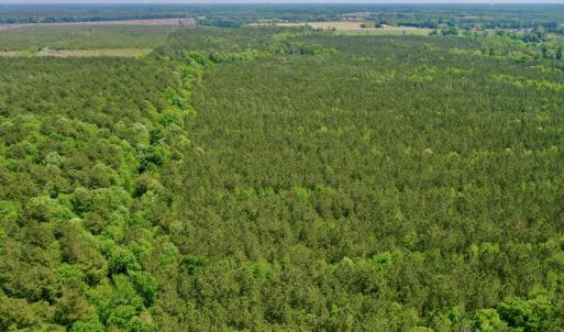 Photo #11 of SOLD property in Off Hwy 561, Saint John, NC 17.7 acres
