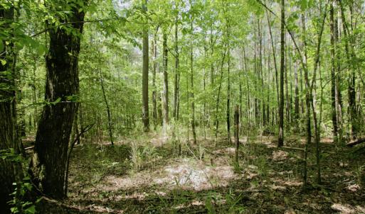 Photo #18 of SOLD property in Off Hwy 561, Saint John, NC 17.7 acres
