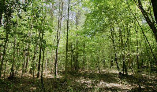 Photo #19 of SOLD property in Off Hwy 561, Saint John, NC 17.7 acres