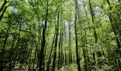 Photo #20 of SOLD property in Off Hwy 561, Saint John, NC 17.7 acres
