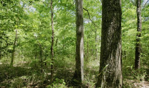 Photo #22 of SOLD property in Off Hwy 561, Saint John, NC 17.7 acres