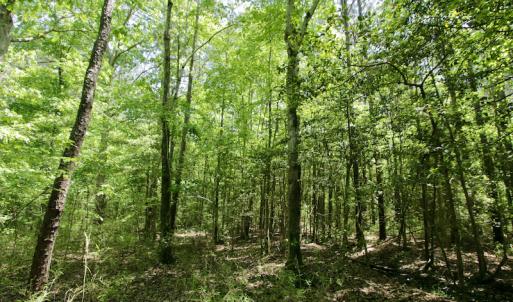 Photo #23 of SOLD property in Off Hwy 561, Saint John, NC 17.7 acres