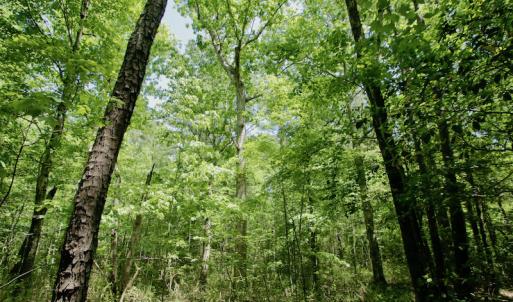Photo #24 of SOLD property in Off Hwy 561, Saint John, NC 17.7 acres