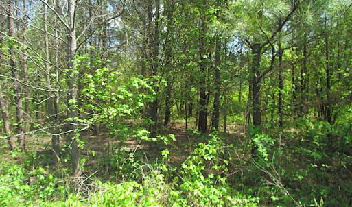 Photo #8 of SOLD property in  Off Dill Rd , Suffolk, VA 5.0 acres