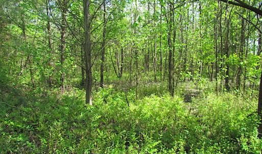 Photo #9 of SOLD property in  Off Dill Rd , Suffolk, VA 5.0 acres
