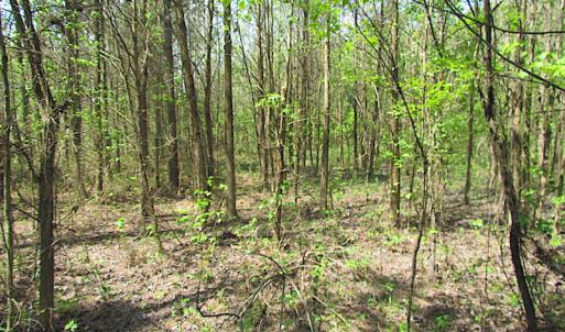 Photo #10 of SOLD property in  Off Dill Rd , Suffolk, VA 5.0 acres