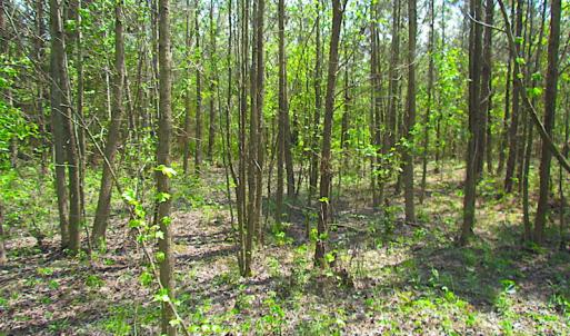 Photo #11 of SOLD property in  Off Dill Rd , Suffolk, VA 5.0 acres