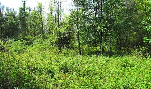 Photo #12 of SOLD property in  Off Dill Rd , Suffolk, VA 5.0 acres
