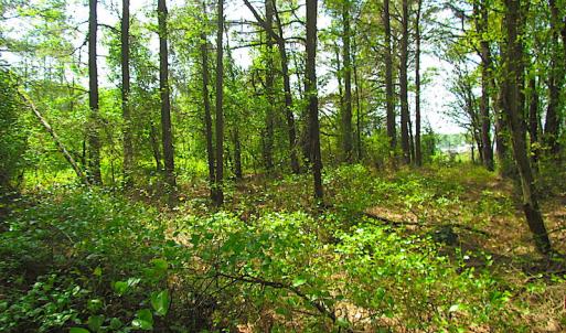 Photo #15 of SOLD property in  Off Dill Rd , Suffolk, VA 5.0 acres