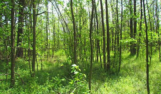 Photo #16 of SOLD property in  Off Dill Rd , Suffolk, VA 5.0 acres