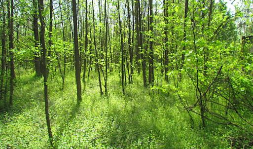 Photo #17 of SOLD property in  Off Dill Rd , Suffolk, VA 5.0 acres