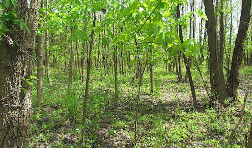 Photo #19 of SOLD property in  Off Dill Rd , Suffolk, VA 5.0 acres