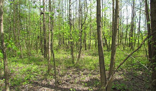 Photo #20 of SOLD property in  Off Dill Rd , Suffolk, VA 5.0 acres
