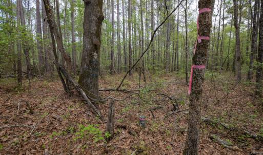 Photo #16 of SOLD property in Off Johnsontown Road  , Elizabethtown, NC 16.6 acres